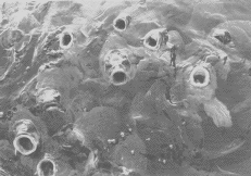 [photo of fish]